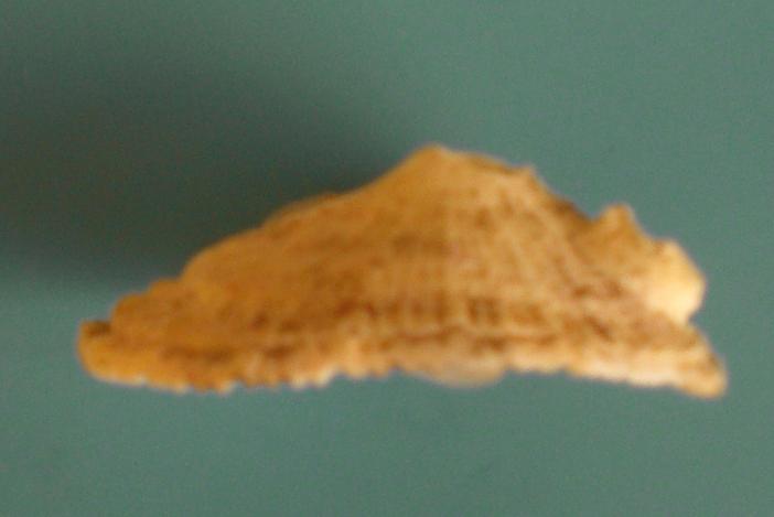 ancora un fissurellidae